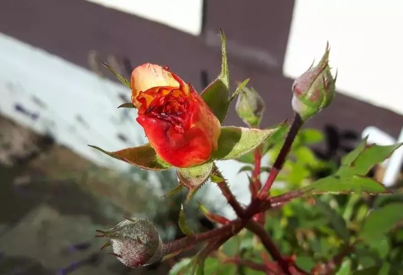 בית מלון כפרי Kniep