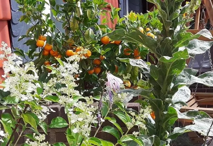 בית מלון כפרי Kniep