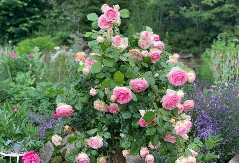 Waldquelle Baumhaushotel Aerzen