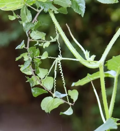 Отель Restaurant Paradeismuhle