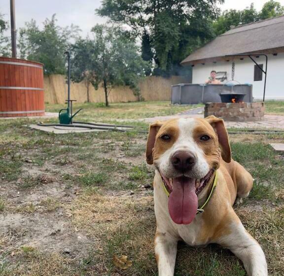 A Nádtetős Parasztházak