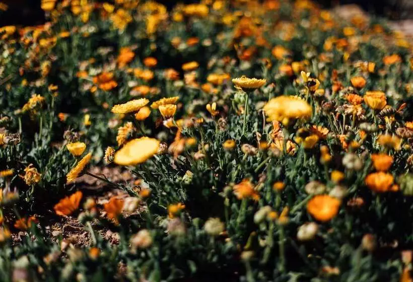 هتل Ecolodge La Estancia