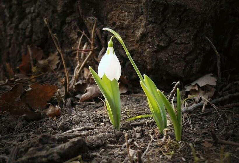 Csendes Pihenés Az Erdő Mellett   Madárfüttyös Vendégház