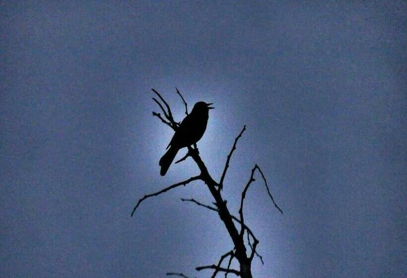 Csendes Pihenés Az Erdő Mellett   Madárfüttyös Vendégház