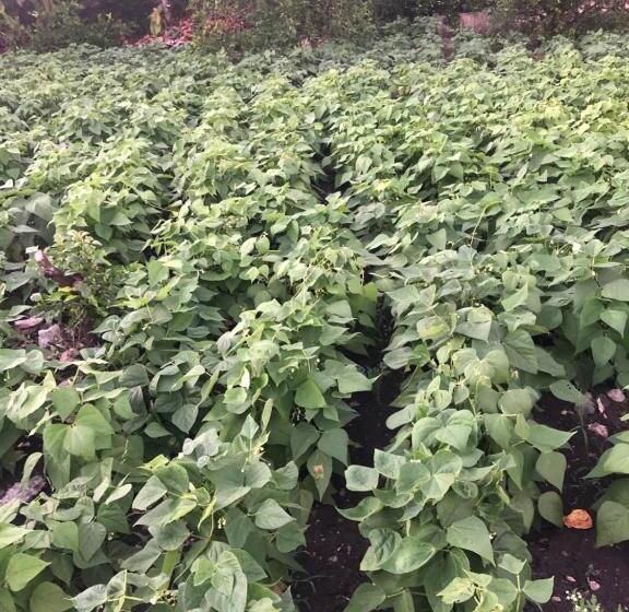 تختخواب و صبحانه Complejo Ecoturistico Rancho Cielo