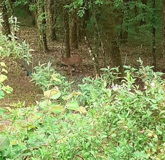 צימר La Cabane De L Oiseau