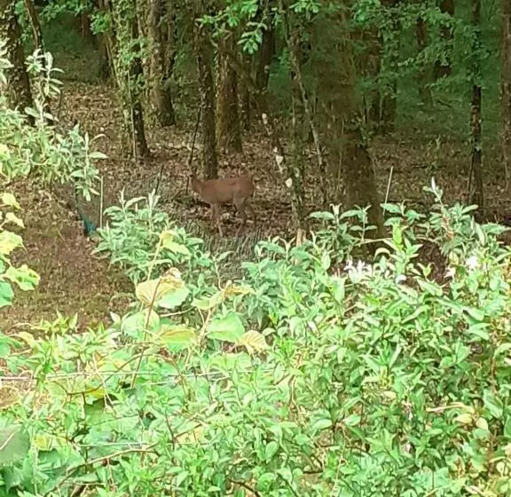 ベッドアンドブレックファースト La Cabane De L Oiseau