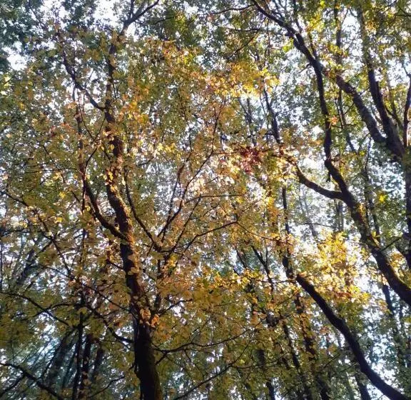 ベッドアンドブレックファースト La Cabane De L Oiseau