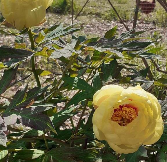 צימר La Cabane De L Oiseau
