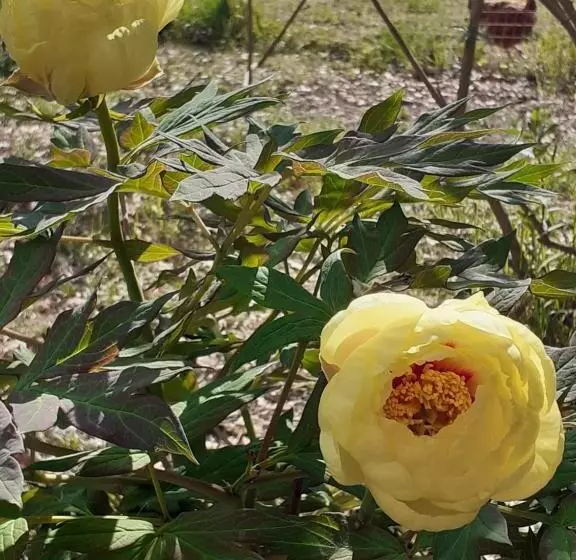 ベッドアンドブレックファースト La Cabane De L Oiseau