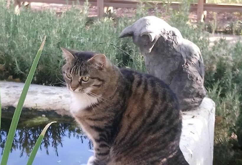 Bed and Breakfast Black Cottage