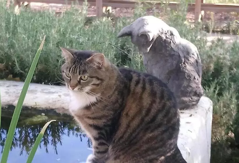 Aamiaismajoitus (B&B) Black Cottage