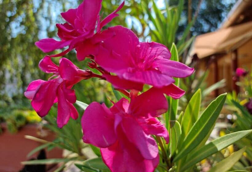 Belvárosi Pihenőház