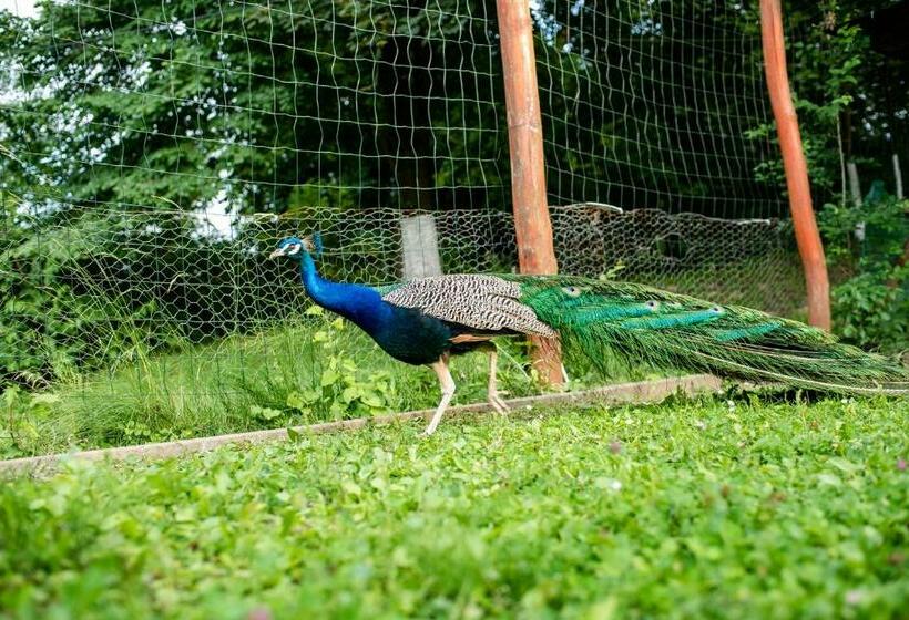 בית מלון כפרי Marion Poiana