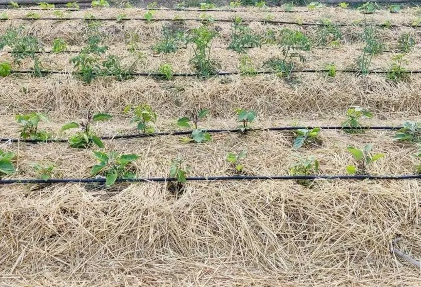 Aamiaismajoitus (B&B) Nostos Casale