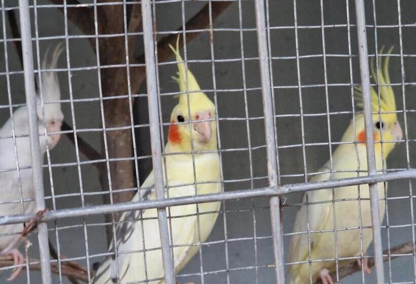 בית מלון כפרי Velipoja Park