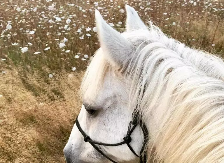 Aamiaismajoitus (B&B) La Grenouillère   Chambre D Hôtes De Charme