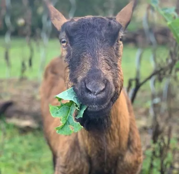 Aamiaismajoitus (B&B) La Grenouillère   Chambre D Hôtes De Charme