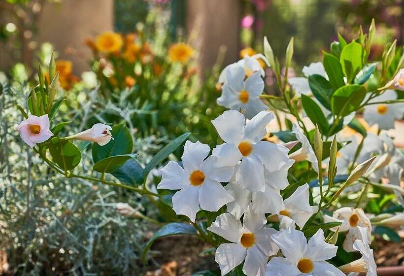 تختخواب و صبحانه To Be Capri Sea View Rooms