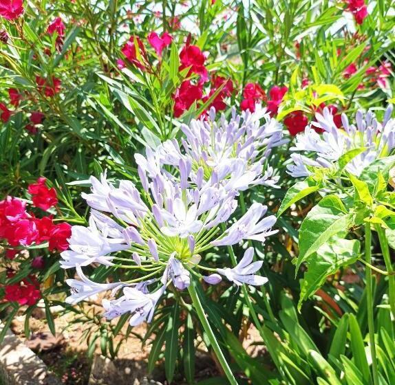 Casa Mimosa Holiday Room