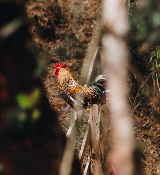 膳宿费 Floresta Secreta  Pousada Cachoeira Da Neve