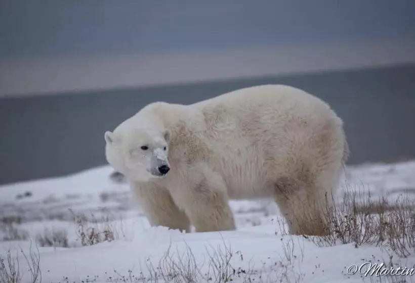 Majatalo Beluga Beach House