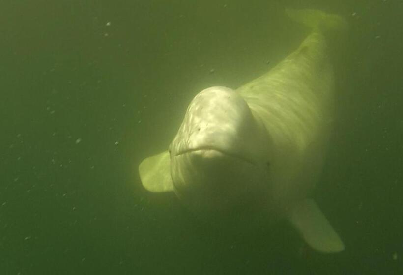 פנסיון Beluga Beach House