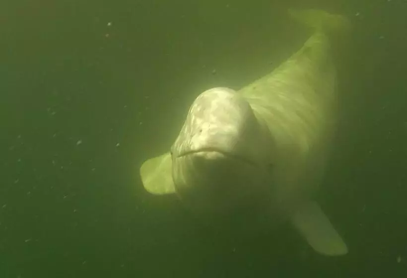 Majatalo Beluga Beach House