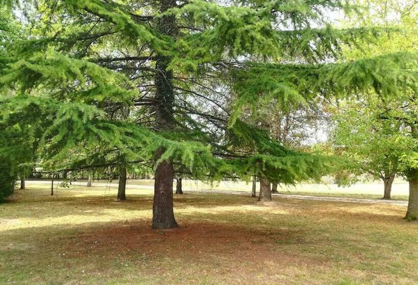 Medieval Castle In Condom   Gers / Gascony