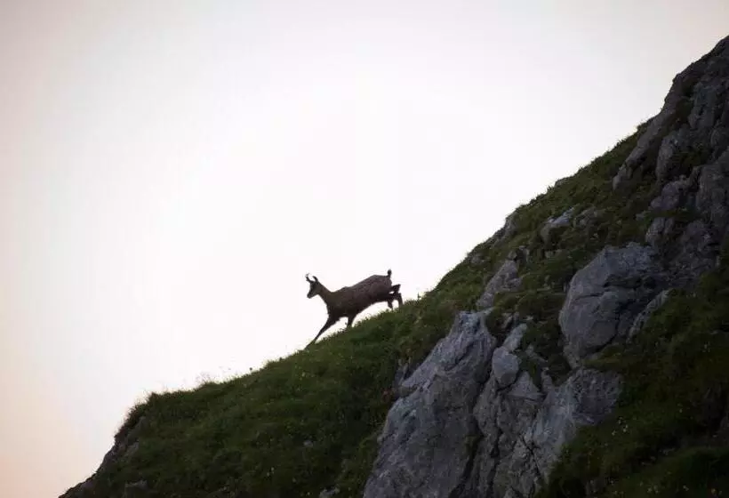 Bed and Breakfast Pension Daniel