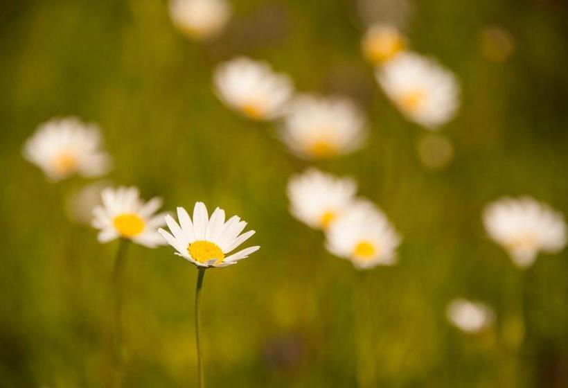 مبيت وإفطار Pension Daniel