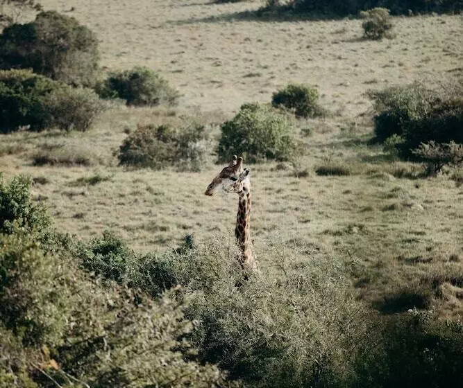 Hlosi Game Lodge   Amakhala Game Reserve