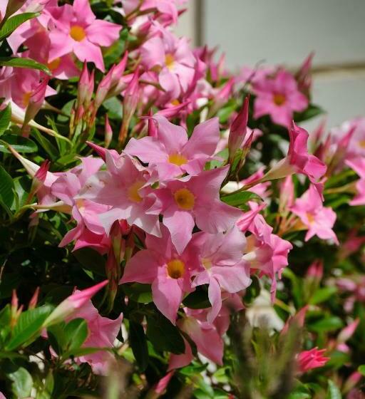 Penthouse Capodimonte