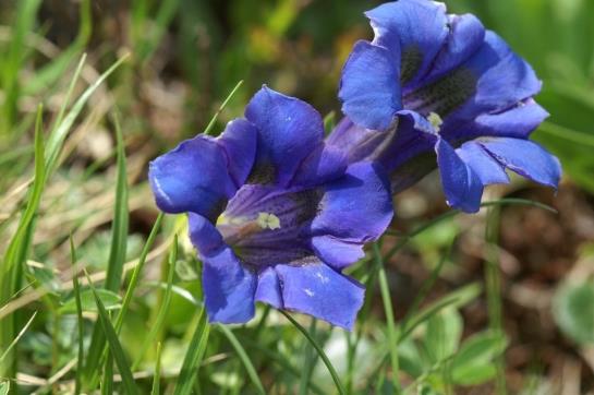 Bauernhof Dietrich Edith Und Raimund