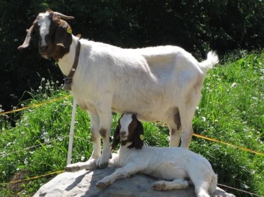 Bio Ferienbauernhof Greber