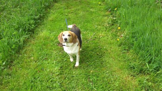 B&b Het Farmhouse Greenpark