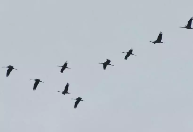 Fewo Kramm Ostseebad Dierhagen