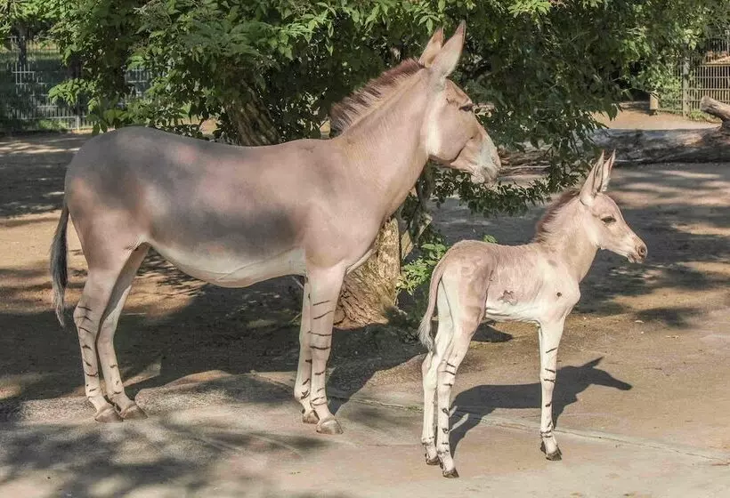בית מלון כפרי Adinkra Lodge