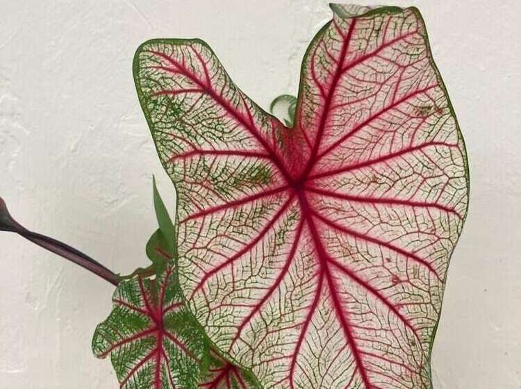 Hotelli San Jorge Centro De Convenciones