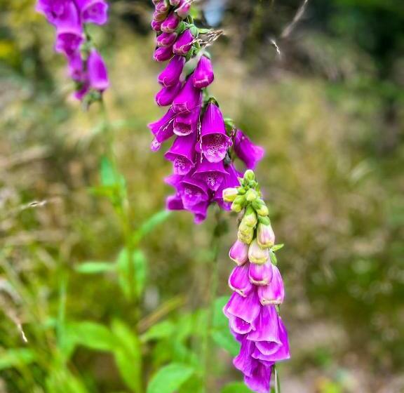 ペンション Horský Penzion Vebrovy Boudy