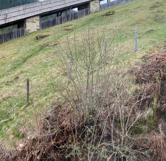 مبيت وإفطار Moserwirt Pension