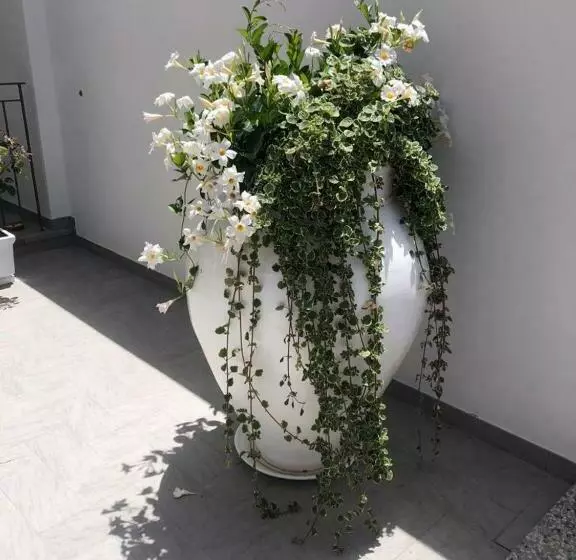 Aamiaismajoitus (B&B) Il Fiore Bianco