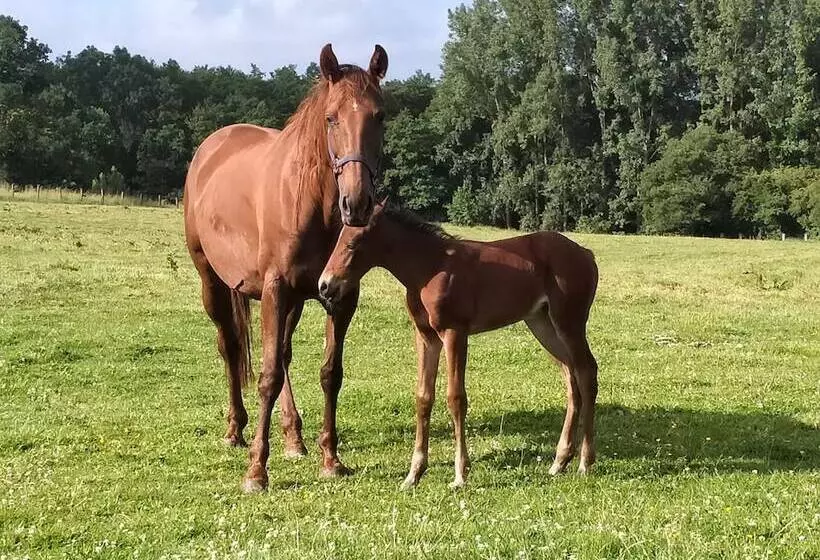 Aamiaismajoitus (B&B) Le Haras D Havetot