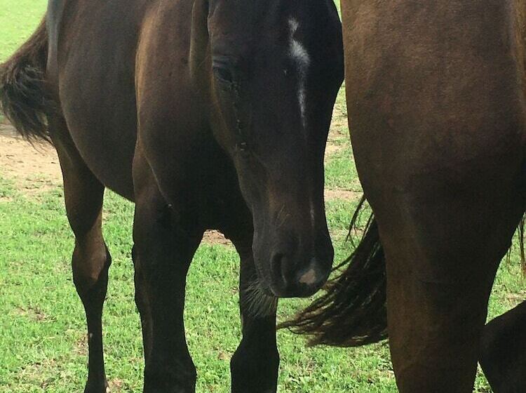 צימר Le Haras D Havetot