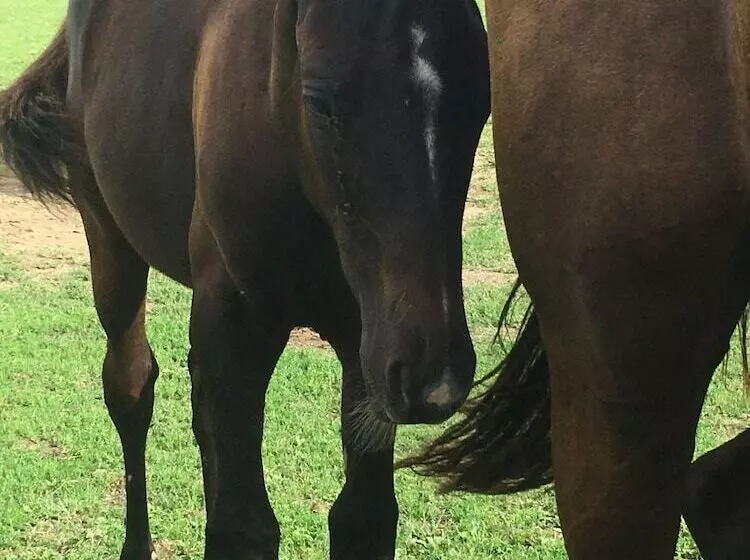 Aamiaismajoitus (B&B) Le Haras D Havetot