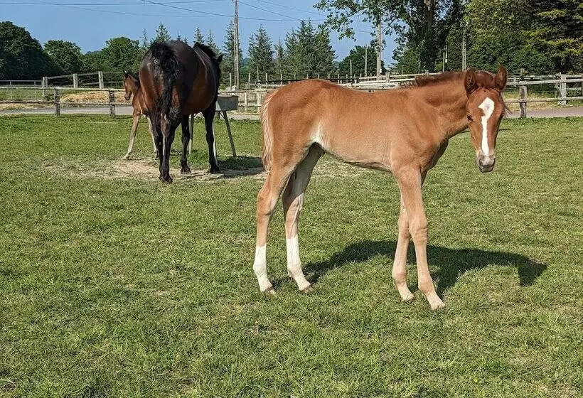 Aamiaismajoitus (B&B) Le Haras D Havetot