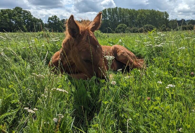 צימר Le Haras D Havetot