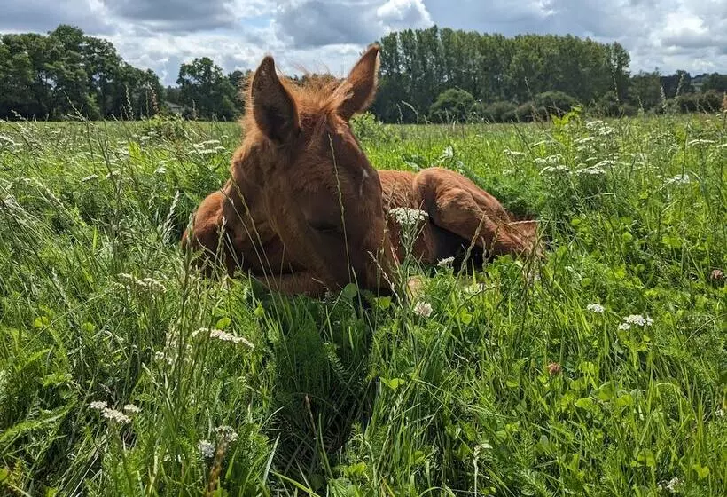 Aamiaismajoitus (B&B) Le Haras D Havetot