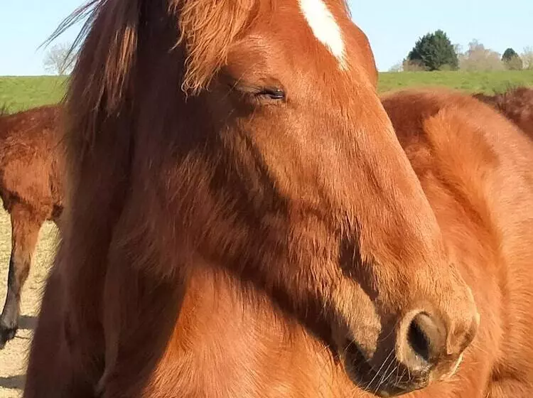 Aamiaismajoitus (B&B) Le Haras D Havetot