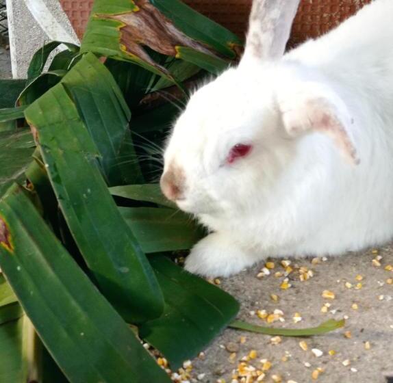 تختخواب و صبحانه Paraiso Hortensia Ecolodge